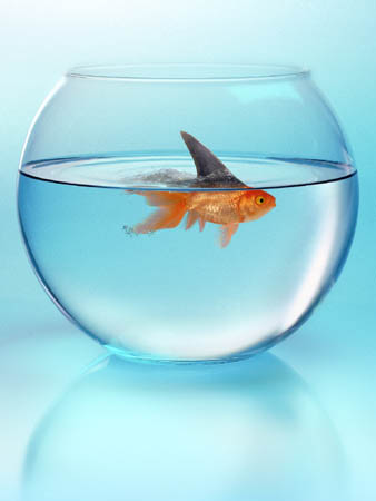 goldfish.jpg