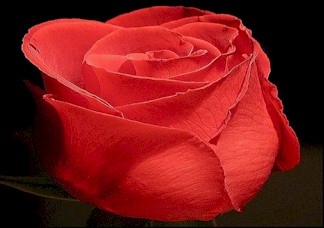 redrose.jpg